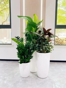 宁波北仑花木出租专业